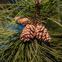 Pine cones on a branch with Atlas cedar