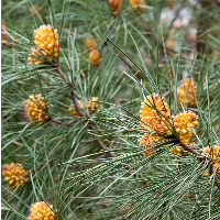 Close-up of pine branches with virginia cedar