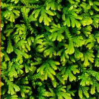 Close-up of a dense patch of green moss