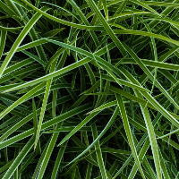 Close-up of green Vetiver grass with a dark background