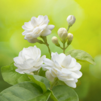 jasmine flowers with green leaves on a blurred green background