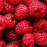 Close-up of fresh raspberries with a dark background