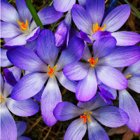 Close-up of purple and Voilet flowers with orange centers.